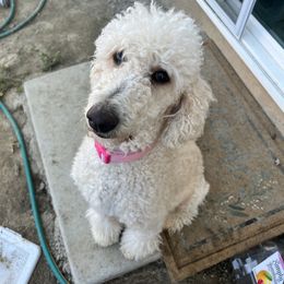 Barbie - Poodle