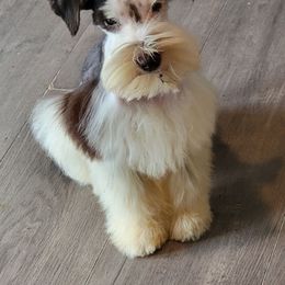 Gracie - Miniature Schnauzer
