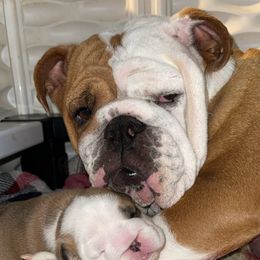 Bulldog and French Bulldog Puppies from Silver State Bulldogs