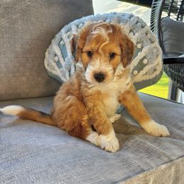 Tank - Red male Bernedoodle puppy in Willacoochee, Georgia from Kitandkboodle's Doodles