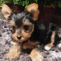 Diamond - Black and gold female Yorkshire Terrier puppy in Hot Springs, Arkansas from Kimberly's Lovable Littles