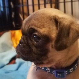 Pug Puppies from My princess pugs