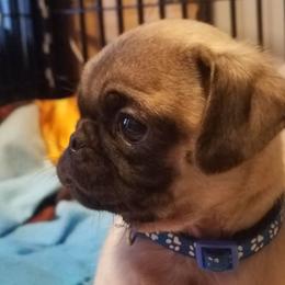 Pug Puppies from My princess pugs