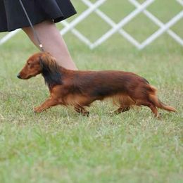 Dachshunds from Kenmar Hounds