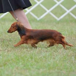 Dachshunds from Kenmar Hounds