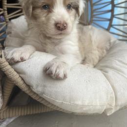 St.Nicholas - Red merle male Australian Shepherd puppy in Grants Pass, Oregon from Carmel Mountain Aussies