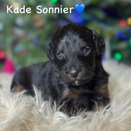 Kade Sonnier - Black phantom male Aussiedoodle puppy in Lancaster, Minnesota from Finney Ranch