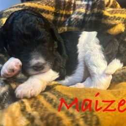 Red - Black and white female Bernedoodle puppy in Coopersburg, Pennsylvania from Deutsch Hund Haus