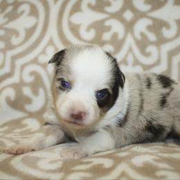 Goldie - Red merle female Toy Australian Shepherd puppy in Licking, Missouri from Burnett Aussies