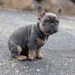 Gydget - French Bulldog