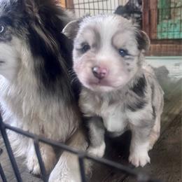 Johnny cash - Merle male Pomsky puppy in Sturgis, Kentucky from Furever Pomskies