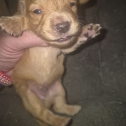 Capichino Chocolate cream boy - Cream male Dachshund puppy in Madisonville, Tennessee from LaRose Farm & Kennels