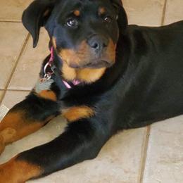 Rottweiler Puppies from Vom Arnold-Hause Rottweilers