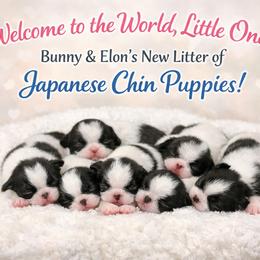 Puppy 1 - Black tan and white female Japanese Chin puppy in Rapid City, South Dakota from Sakura Japanese Chin