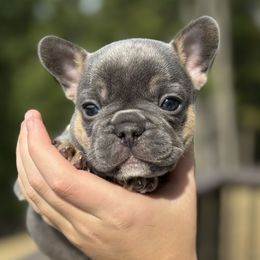 Boy 4 - Blue male French Bulldog puppy in Moorefield, West Virginia from Absolutely Boston Terriers and French Bulldogs