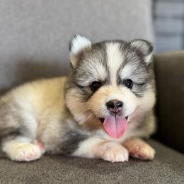 Rhy - Gray and white male Pomsky puppy in Mesa, Arizona from Platinum Pomskies
