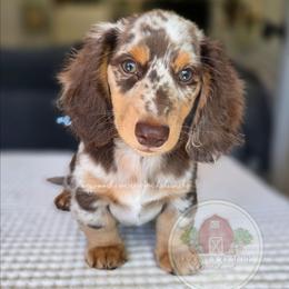 Moose 3500 - Chocolate and tan male Dachshund puppy in Texarkana, Arkansas from Dogwood Acre Dachshunds