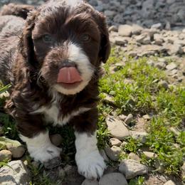 Deb - White and red female Bordoodle puppy in Canfield, Ohio from Poo's Doo's & Inu's