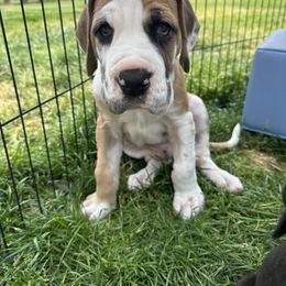 Boy 2 - Great Dane puppy in Michigan from Ohana Great Danes of Michigan