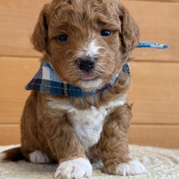 K- BLUE BOY - Red  male Goldendoodle puppy in Lewisville, Texas from Texas Goldendoodle Lovers
