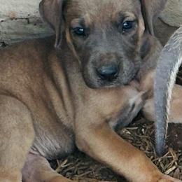 Boy 4 - Fawn male Great Dane puppy in Devine, Texas from Texas Devine Danes & Aussies