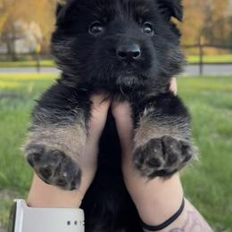 Belgian Malinois and German Shepherd Puppies from Abenteurer German Shepherds & Belgian Malinois