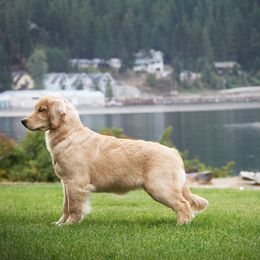 Golden Retriever Puppies from DoubleTake Goldens