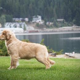 Golden Retriever Puppies from DoubleTake Goldens