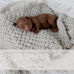 Tigger - Red  male Goldendoodle puppy in Roanoke Rapids, North Carolina from Sweeter than Honey Doodles