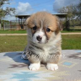 Hope - Red female Pembroke Welsh Corgi puppy in Edna, Texas from MG Corgis