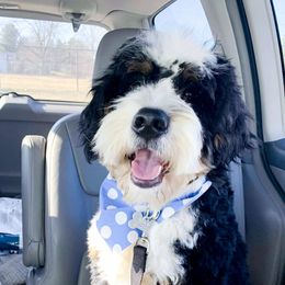 Mack - Bernedoodle
