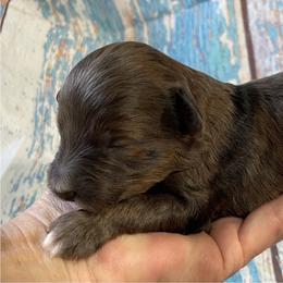 Duke - Brown merle male Aussiedoodle puppy in Lebanon, Missouri from Cobbs Creek Canines