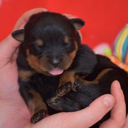 Diva - Black and mahogany female Rottweiler puppy in Catawissa, Pennsylvania from Sharp Ridge Rottweilers