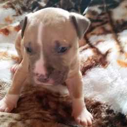 American Pit Bull Terrier Puppies from Kaotic APBTs