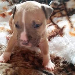 American Pit Bull Terrier Puppies from Kaotic APBTs