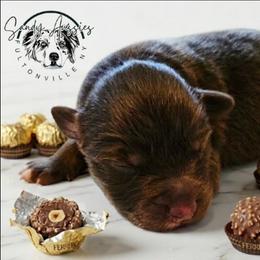 Ferrero - Red tri-color male Australian Shepherd puppy in Fultonville, New York from Sandy Aussies & Pomeranians