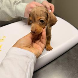Mudd - Dapple male Dachshund puppy in Magnolia, Texas from Carrie’s Countryside Dachshunds