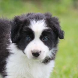 Heidi Boy 1 - Black male Border Collie puppy in Tylertown, Mississippi from Cool Meadow Farms