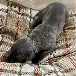 Sarah - Blue female Whippet puppy in Harlingen, Texas from Sincity Dogs Hobby Kennel