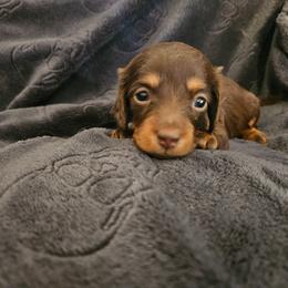 Girl 2 - Chocolate and tan female Dachshund puppy in New Castle, Colorado from Shaffers low riding weiners