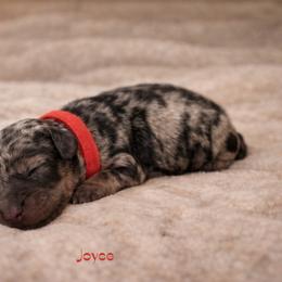 Joyce Byers - Blue merle female Bernedoodle puppy in Bennett, Colorado from Darling Paws Bernedoodles, LLC