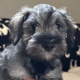 Oakley - Black and silver male Miniature Schnauzer puppy in Akeley, Minnesota from Great Northern Schnauzers