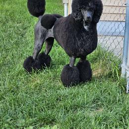 Cricket - Poodle