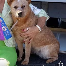 Fanny - Australian Cattle Dog