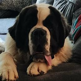 Saint Bernards from Loyal Ridge Saint Bernards