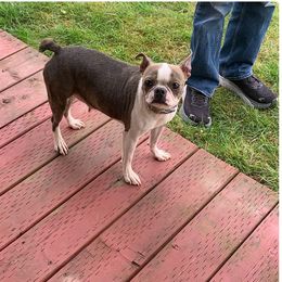 Willow - Seal brindle and white Boston Terrier puppy in Yakima, Washington from Barnett’s AKC Boston Terriers