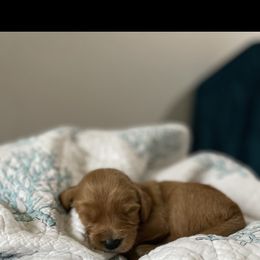 Goldendoodle Puppies from Stolt Southern Doodles