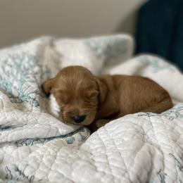 Goldendoodle Puppies from Stolt Southern Doodles