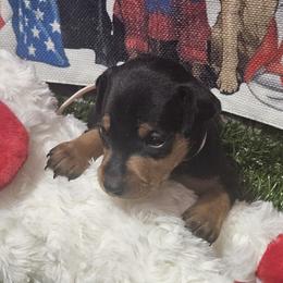 Rose - Black and rust female Miniature Pinscher puppy in Baton Rouge, Louisiana from Pike's Pups
