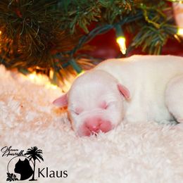 Klaus - American Staffordshire Terrier puppy in Powhatan, Virginia from Ohana Amstaffs and Aussies